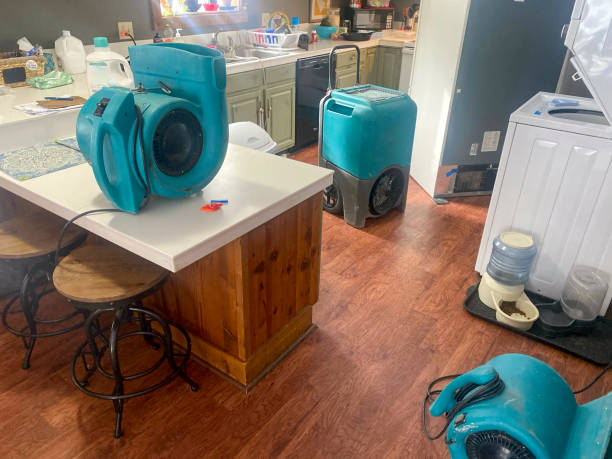 Best Carpet water damage restoration  in Madison, MN