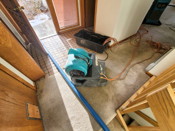 Best Mold removal after water damage  in Madison, MN