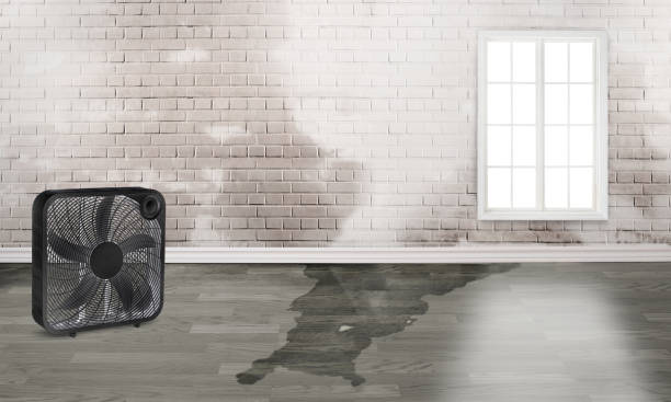Best Sewage cleanup and water damage restoration  in Madison, MN