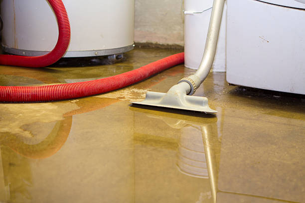 Best Water damage contractors near me  in Madison, MN